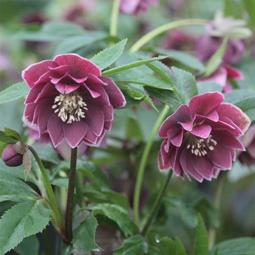 Eléboro oriental Double Aubergine White Edge (Floración)
