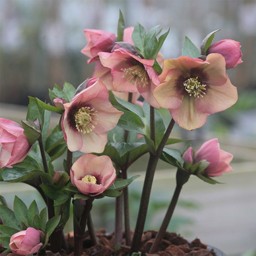 Eléboro oriental Peach with Dark Center (Porte)