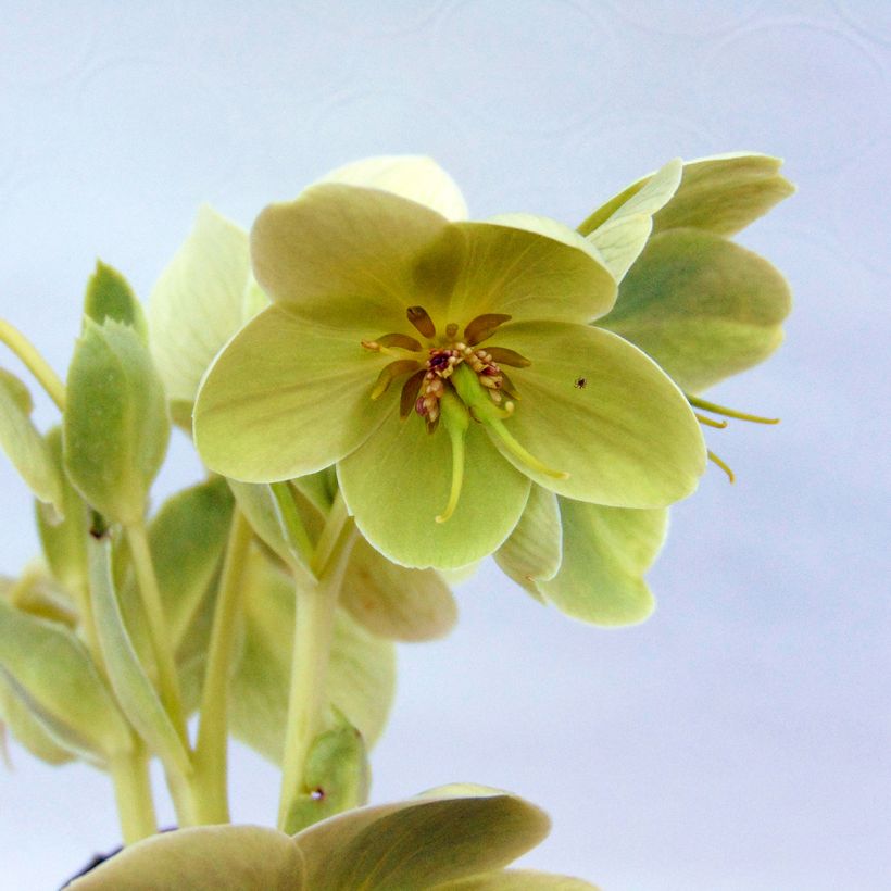 Eléboro de Córcega - Helleborus argutifolius (Floración)