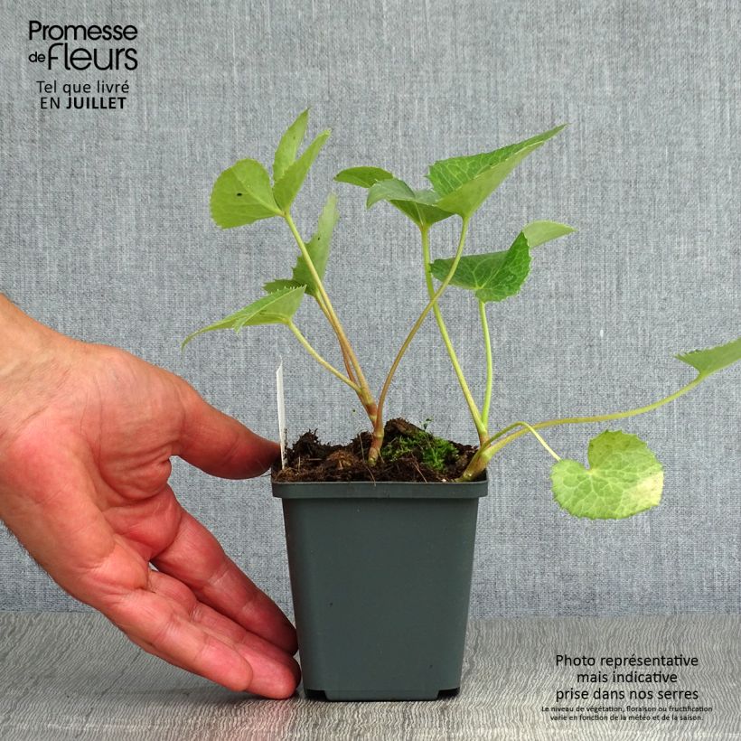 Ejemplar de Eléboro de Córcega - Helleborus argutifolius Maceta de 8/9 cm entregado en verano