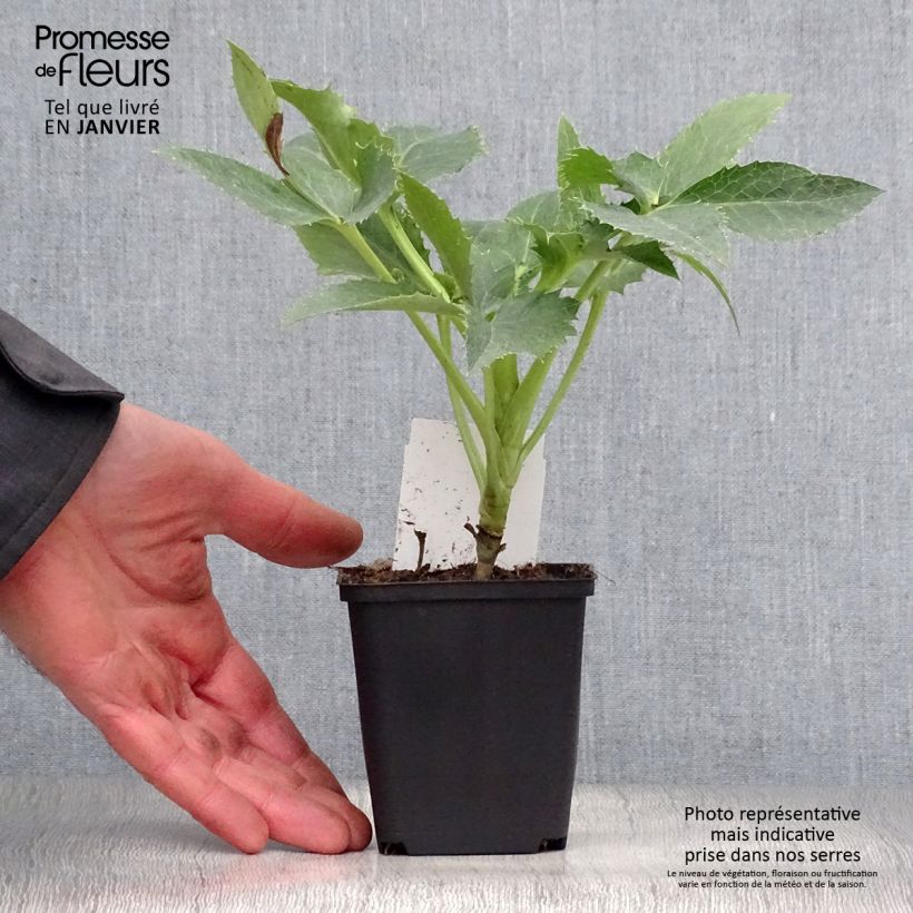 Eléboro de Córcega - Helleborus argutifolius Maceta de 8/9 cm Ejemplar entregado en invierno