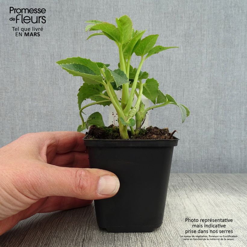 Eléboro de Córcega - Helleborus argutifolius Maceta de 8/9 cm Ejemplar entregado en la primavera