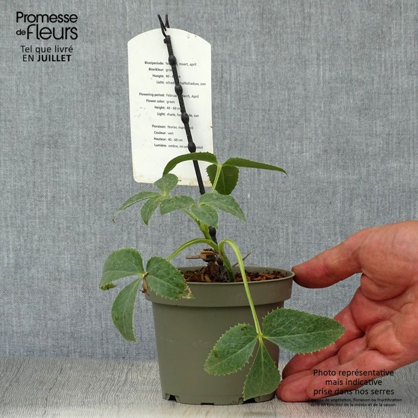 Ejemplar de Eléboro de Córcega - Helleborus argutifolius Maceta de 12 cm / 13 cm entregado en verano