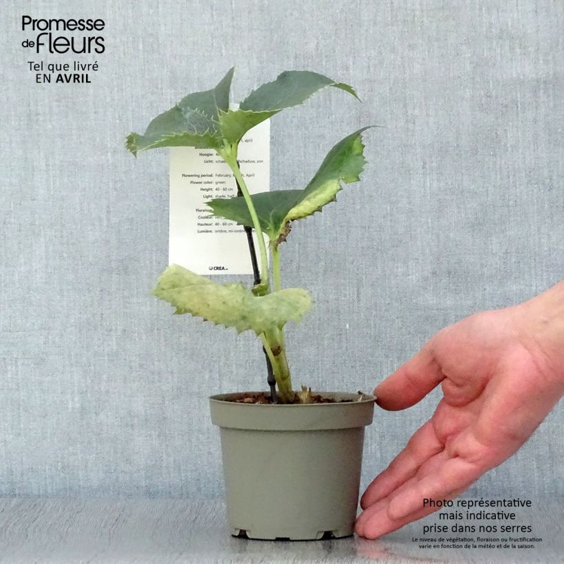 Eléboro de Córcega - Helleborus argutifolius Maceta de 12 cm / 13 cm Ejemplar entregado en la primavera