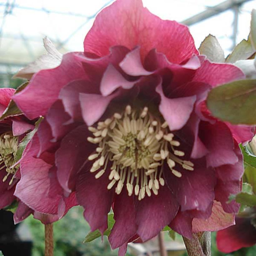 Eléboro oriental Double Rojo (Floración)
