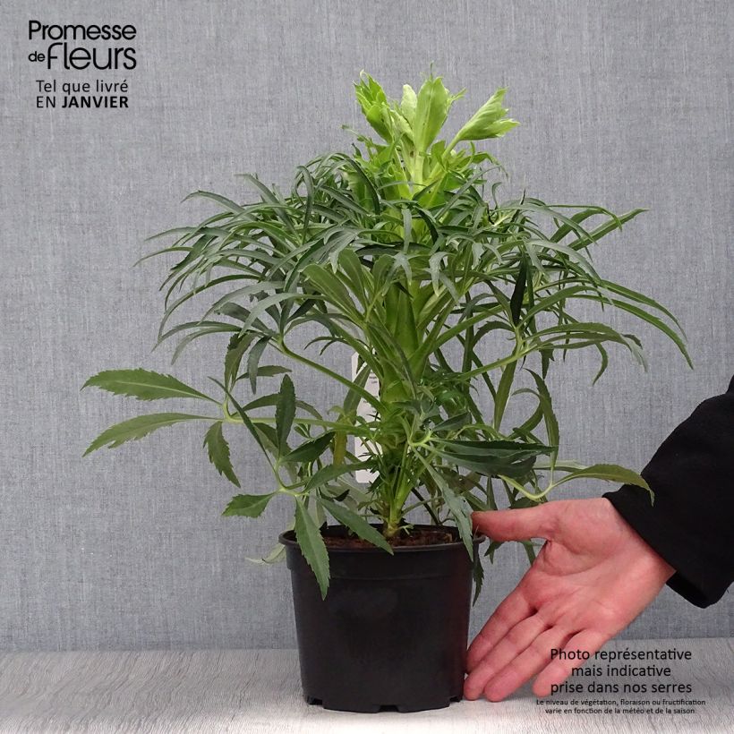 Eléboro fétido Bowles Form Maceta 1L/1,5L Ejemplar entregado en invierno