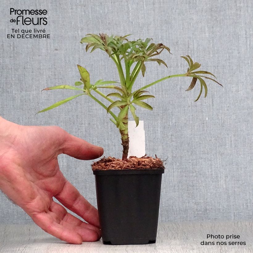 Eléboro fétido - Helleborus foetidus Maceta de 8/9 cm Ejemplar entregado en invierno