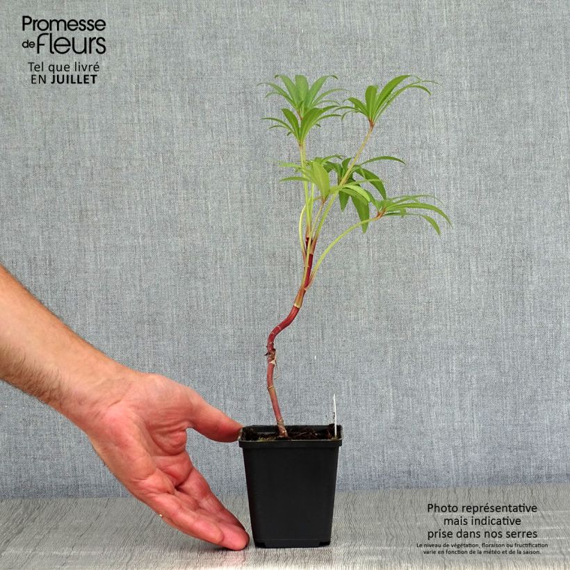 Ejemplar de Eléboro fétido Wester Flisk Group Maceta de 8/9 cm entregado en verano