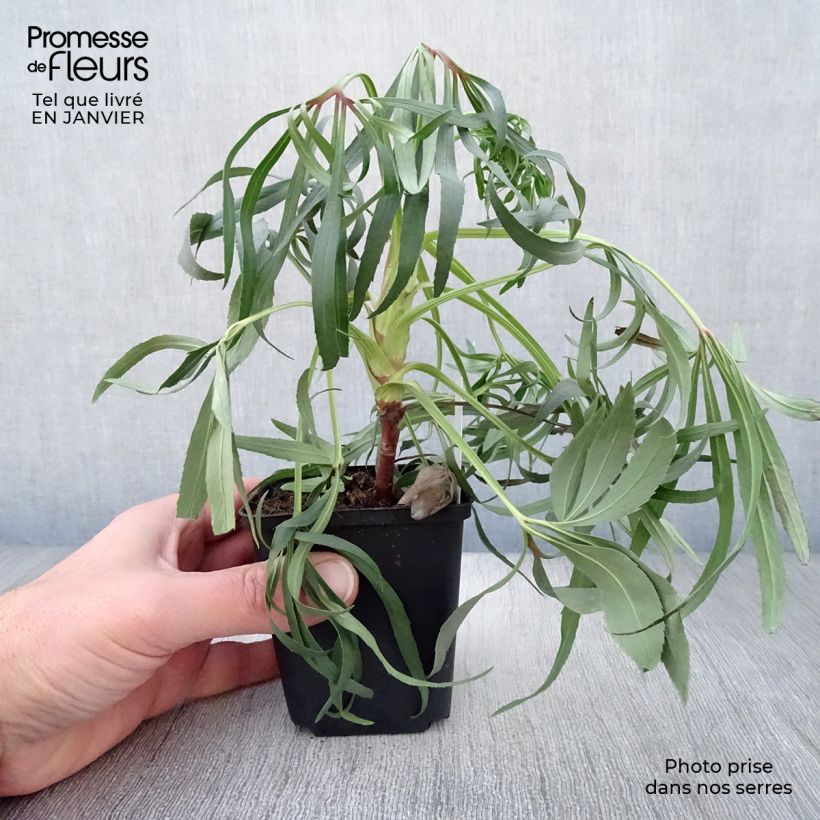 Eléboro fétido Wester Flisk Group Maceta de 8/9 cm Ejemplar entregado en invierno