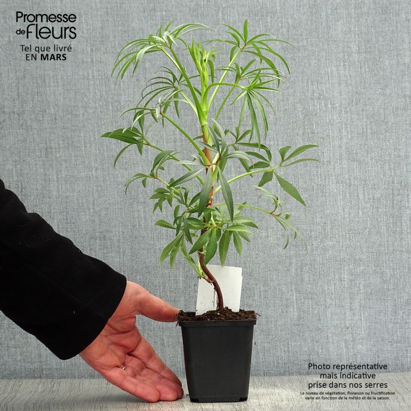 Eléboro fétido Wester Flisk Group Maceta de 8/9 cm Ejemplar entregado en la primavera