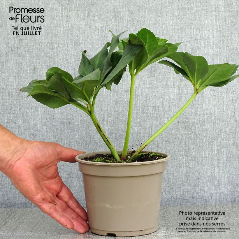 Ejemplar de Eléboro lemperii Leila Maceta 2L/3L entregado en verano