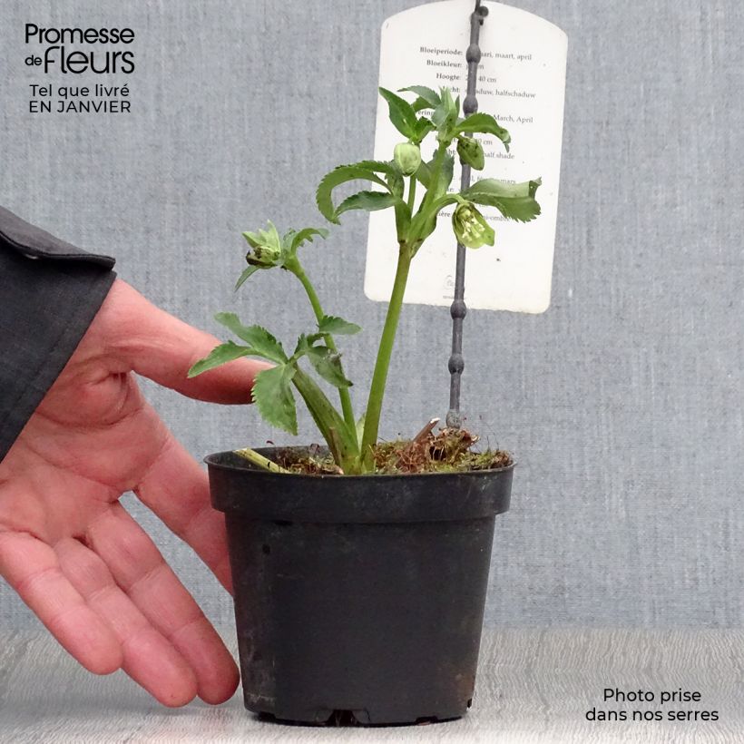 Eléboro multifidus ssp. bocconei Maceta 1L/1,5L Ejemplar entregado en invierno