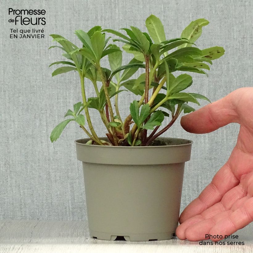 Eléboro negro Double Fashion - Eléboro negro Maceta 1L/1,5L Ejemplar entregado en invierno