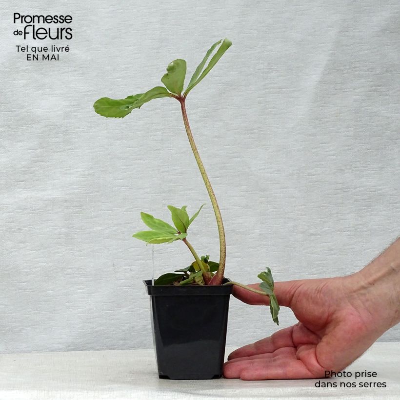 Helleborus niger - Eléboro negro Maceta de 8/9 cm Ejemplar entregado en la primavera