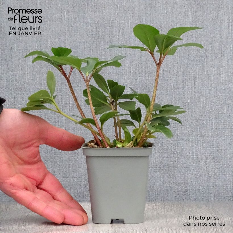 Helleborus niger - Eléboro negro Maceta de 8/9 cm Ejemplar entregado en invierno