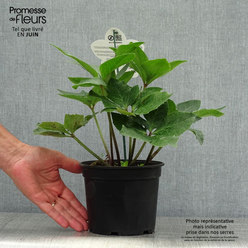 Ejemplar de Eléboro oriental ViV Bianca Maceta 2L/3L entregado en verano