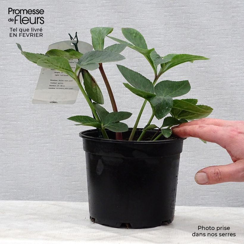 Eléboro oriental Apricot Maceta 2L/3L Ejemplar entregado en invierno