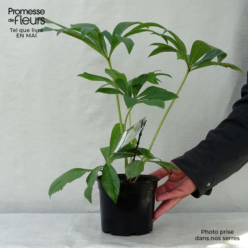 Eléboro oriental Apricot guttatus Maceta 2L/3L Ejemplar entregado en la primavera