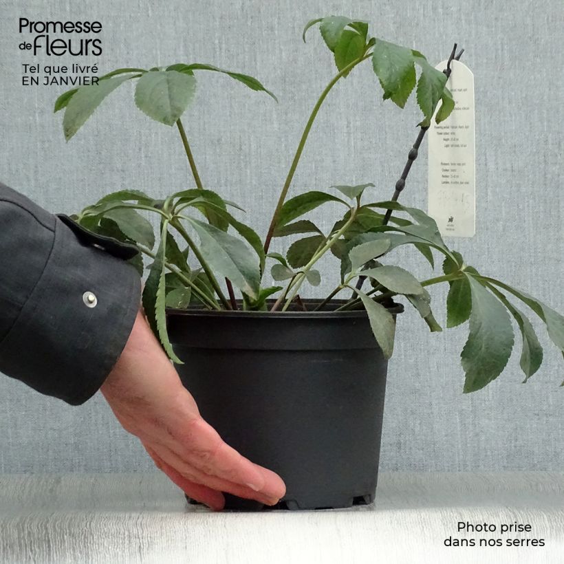 Eléboro oriental Anemone Blanco Maceta 2L/3L Ejemplar entregado en invierno