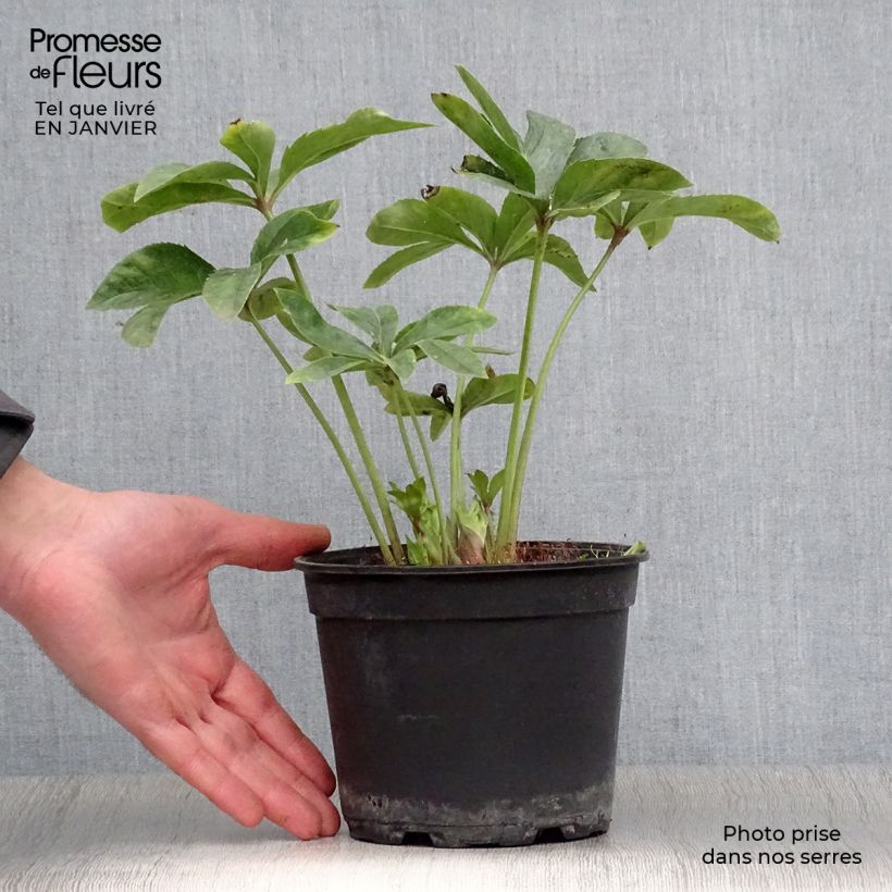 Eléboro oriental Anemone Amarillo Maceta 2L/3L Ejemplar entregado en invierno