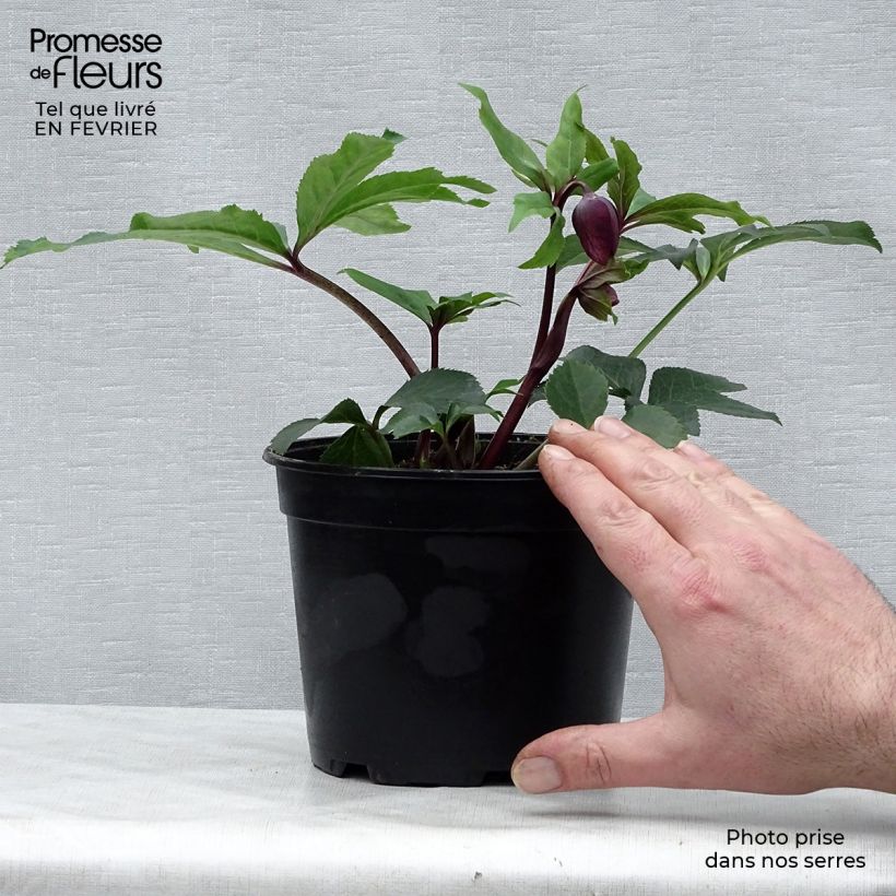 Eléboro oriental Anemone Nigra Maceta 2L/3L Ejemplar entregado en invierno