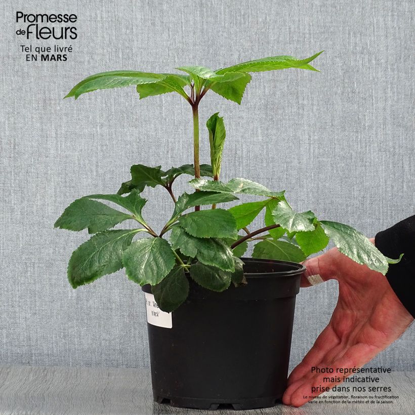 Eléboro oriental Anemone Nigra Maceta 2L/3L Ejemplar entregado en la primavera