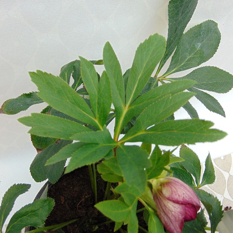 Eléboro oriental Anemone Picotee (Follaje)
