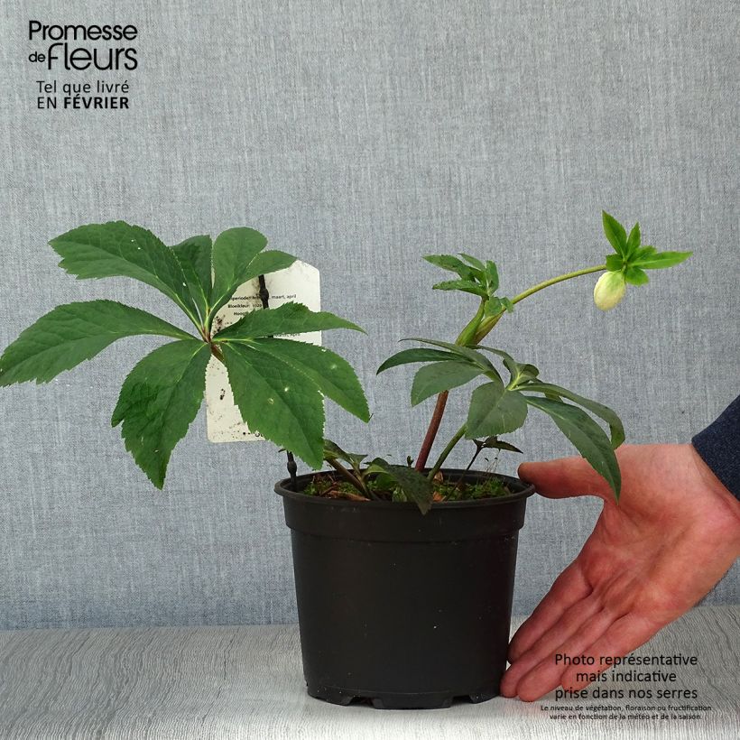 Eléboro oriental Anemone Rosa Maceta 2L/3L Ejemplar entregado en invierno