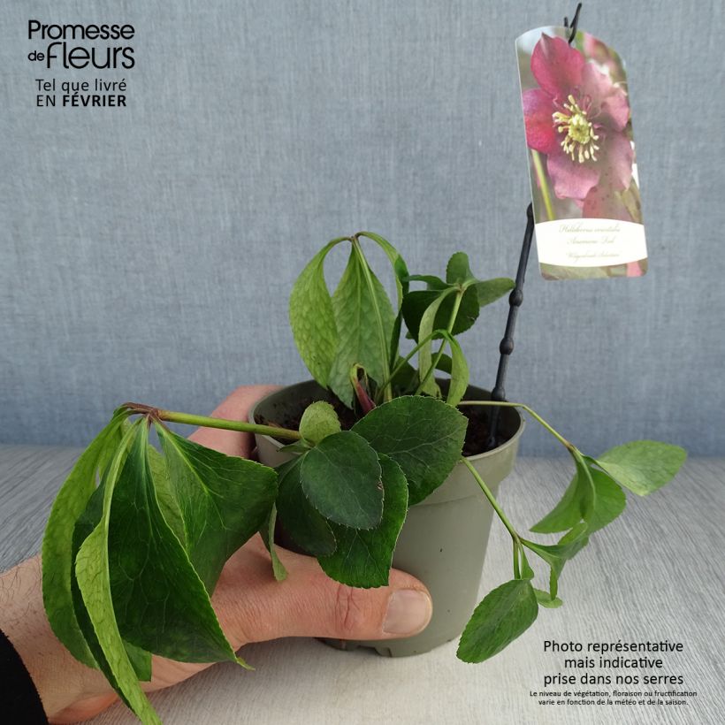 Eléboro oriental Anemone Rojo Maceta de 12 cm / 13 cm Ejemplar entregado en invierno