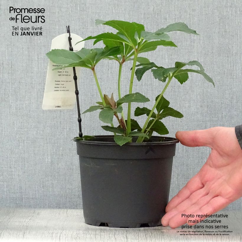 Eléboro oriental Anemone Rojo Maceta 2L/3L Ejemplar entregado en invierno