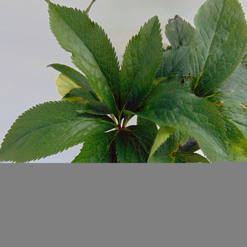 Eléboro oriental Anemone Green (Follaje)