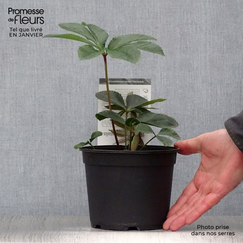 Eléboro oriental Aubergine W/E Maceta 2L/3L Ejemplar entregado en invierno