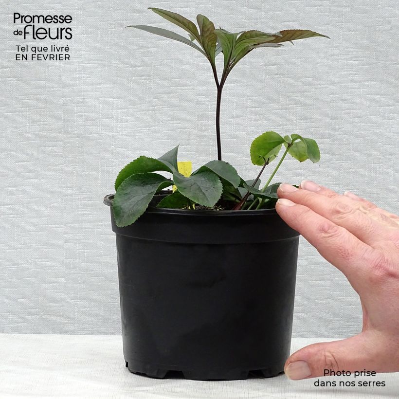 Eléboro oriental Black Chocolate Maceta 2L/3L Ejemplar entregado en invierno