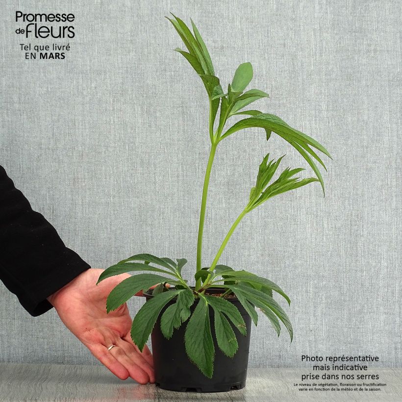 Eléboro oriental Black Chocolate Maceta 2L/3L Ejemplar entregado en la primavera