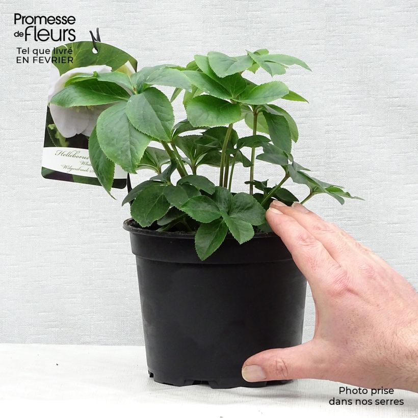 Eléboro oriental White Maceta 2L/3L Ejemplar entregado en invierno