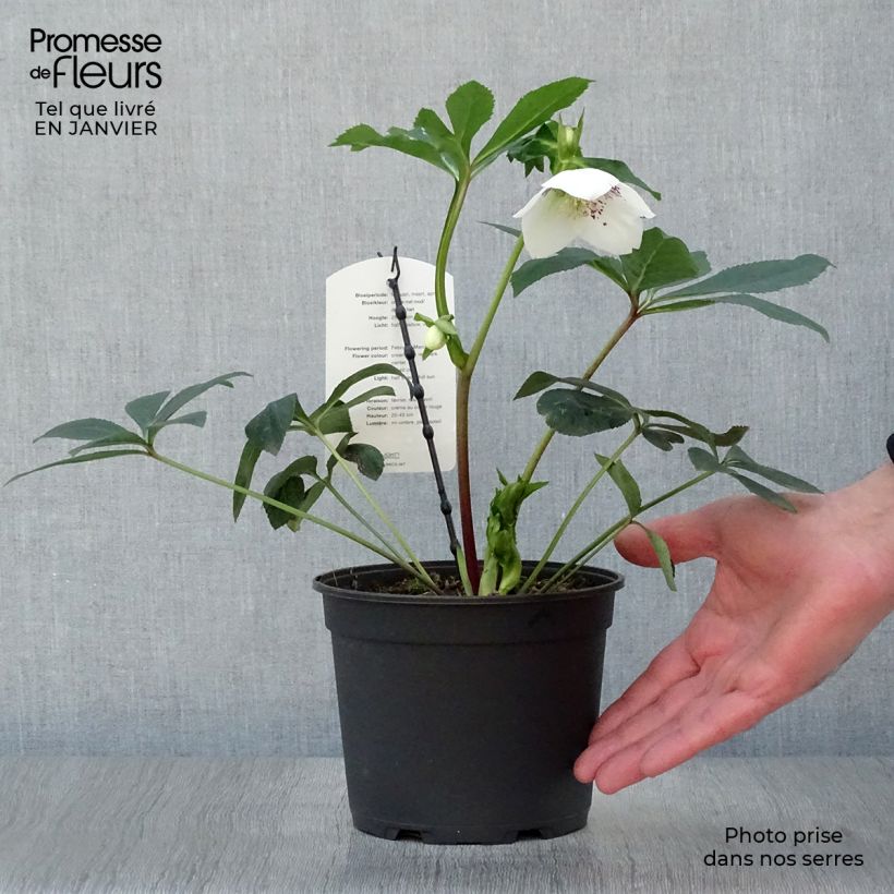 Eléboro oriental White Red Center Maceta 2L/3L Ejemplar entregado en invierno