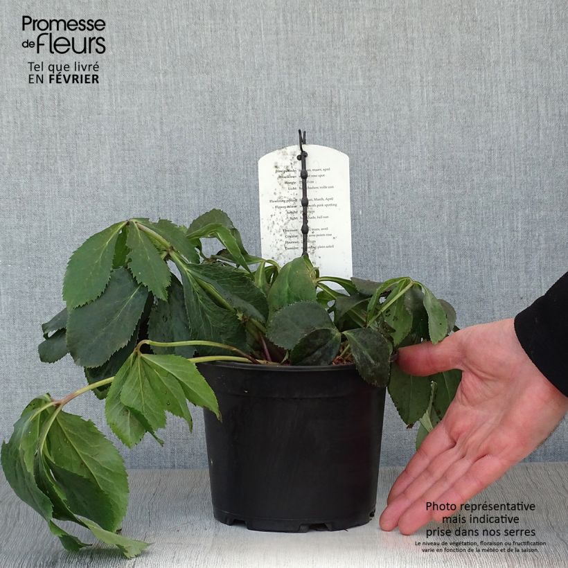 Eléboro oriental White guttatus Maceta 2L/3L Ejemplar entregado en invierno