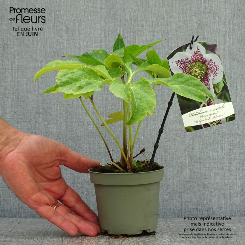 Ejemplar de Eléboro oriental White guttatus Maceta de 12 cm / 13 cm entregado en verano