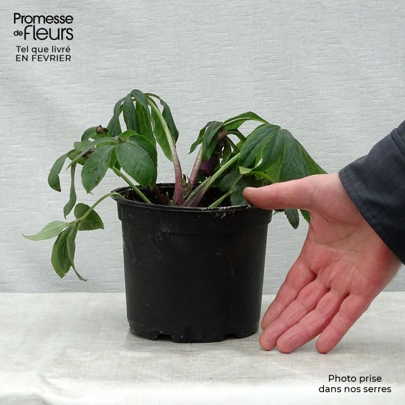 Eléboro oriental Double Blanco Spotted Maceta 2L/3L Ejemplar entregado en invierno