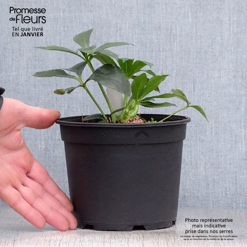 Eléboro oriental Double White Red/Purple Edge Maceta 2L/3L Ejemplar entregado en invierno