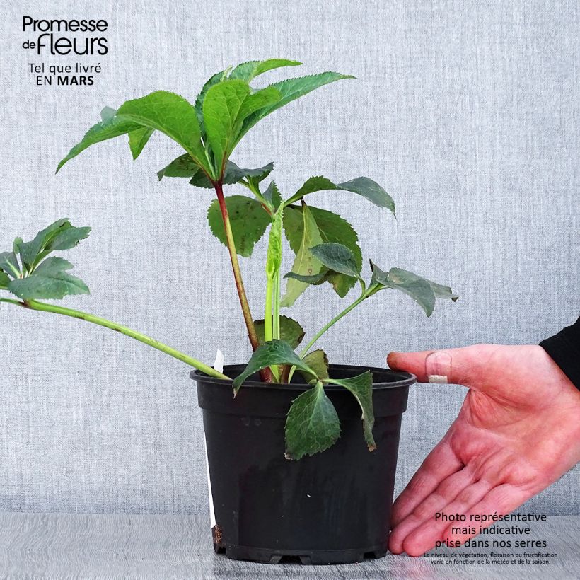 Eléboro oriental Double White Red/Purple Edge Maceta 2L/3L Ejemplar entregado en la primavera