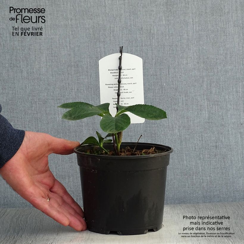 Eléboro oriental Double Black Maceta 2L/3L Ejemplar entregado en invierno