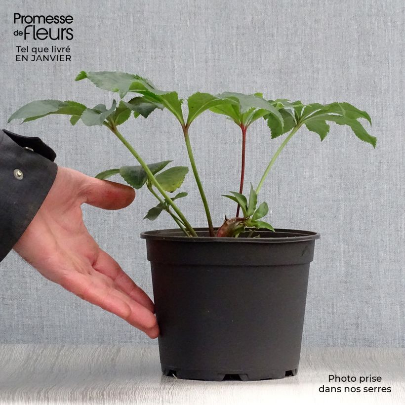 Eléboro oriental Double Rojo Maceta 2L/3L Ejemplar entregado en invierno