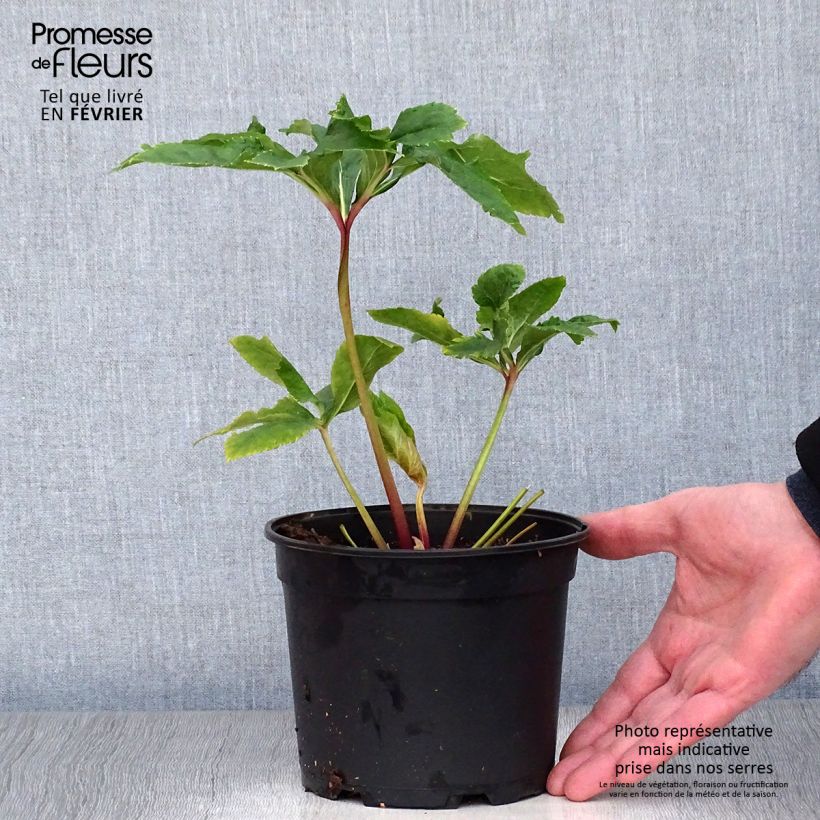 Eléboro oriental Double AmarilloSpotted Maceta 2L/3L Ejemplar entregado en invierno