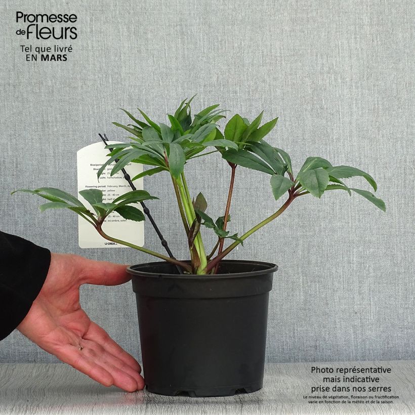 Eléboro oriental Double Amarillo Maceta 2L/3L Ejemplar entregado en la primavera