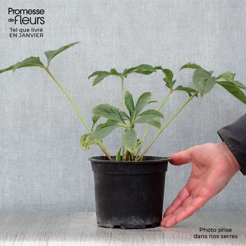 Eléboro oriental Yellow Maceta 2L/3L Ejemplar entregado en invierno