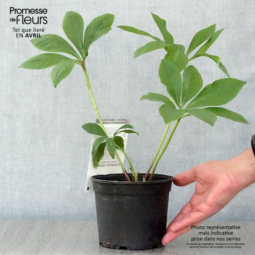 Eléboro Magic Double Rose - Eléboro Maceta 2L/3L Ejemplar entregado en la primavera