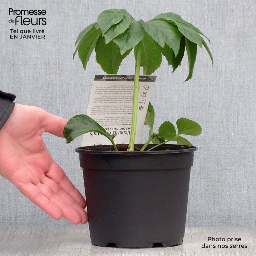 Eléboro Magic Red - Eléboro Maceta 2L/3L Ejemplar entregado en invierno