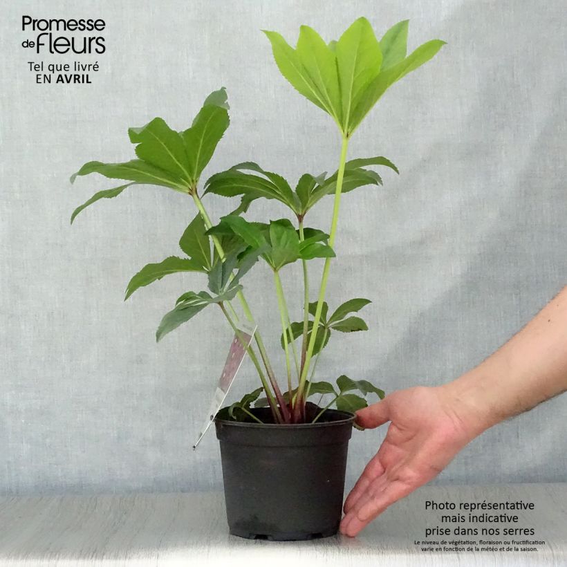 Eléboro Magic Red - Eléboro Maceta 2L/3L Ejemplar entregado en la primavera