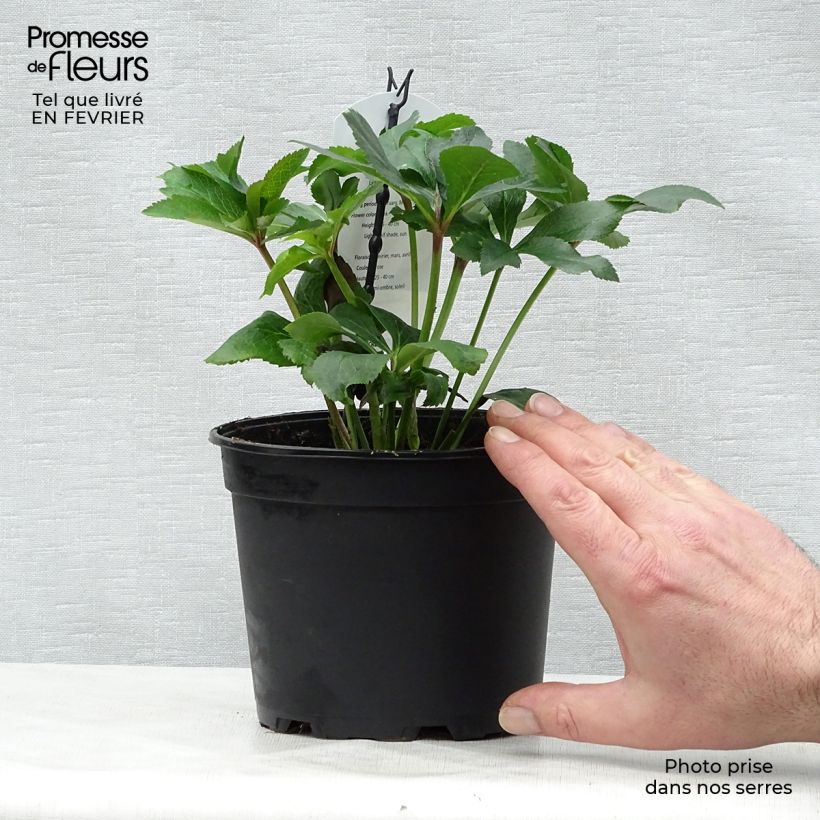 Eléboro oriental Pink Maceta 2L/3L Ejemplar entregado en invierno